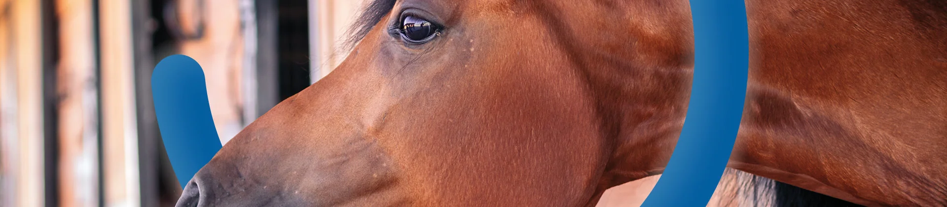 Paardenopleidingen - Syntra West
