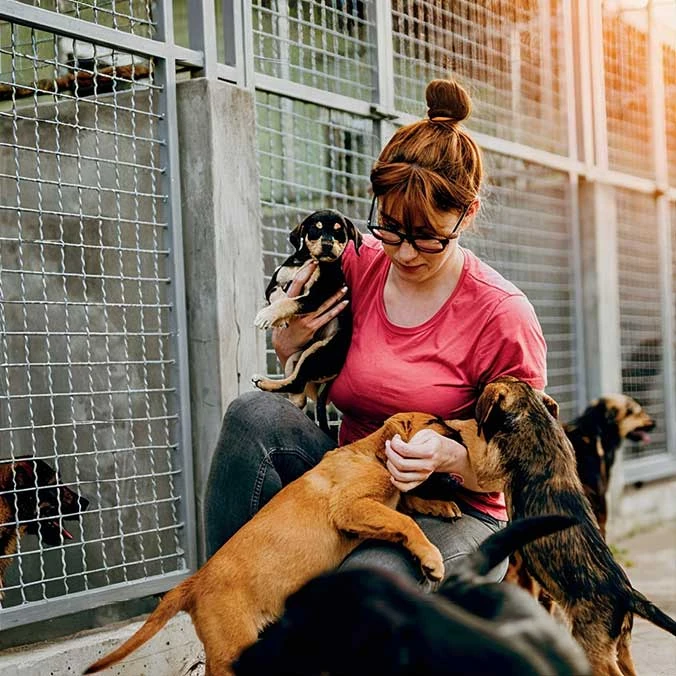 Opleiding uitbater hondenpension - Syntra West