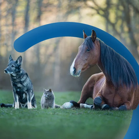 Opleidingen dierenzorg - Syntra West