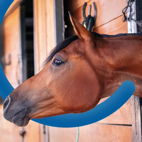 Opleidingen paarden -Syntra West