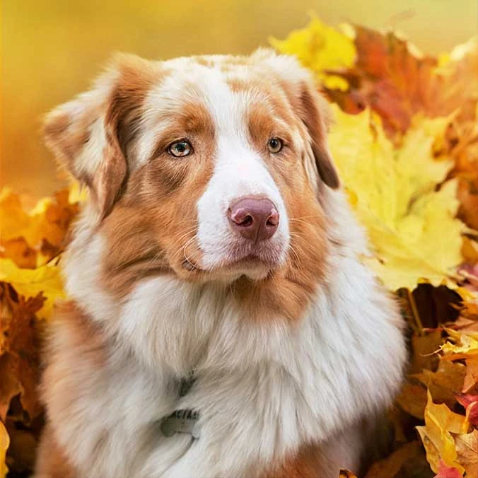 Opleiding hondengedragsdeskundige - Syntra West