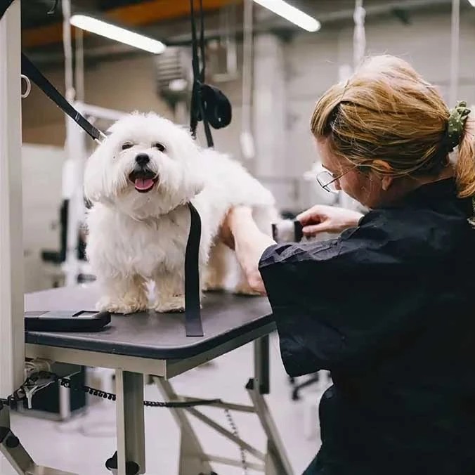 Opleiding hondentrimmer - Syntra West