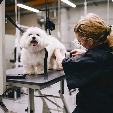 Opleiding hondentrimmer - Syntra West