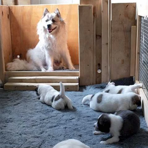 Opleiding hondenfokker - Syntra West