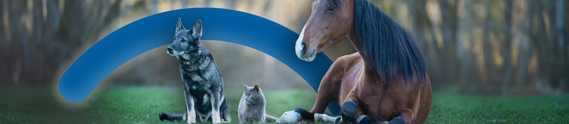 Opleidingen dierenzorg - Syntra West