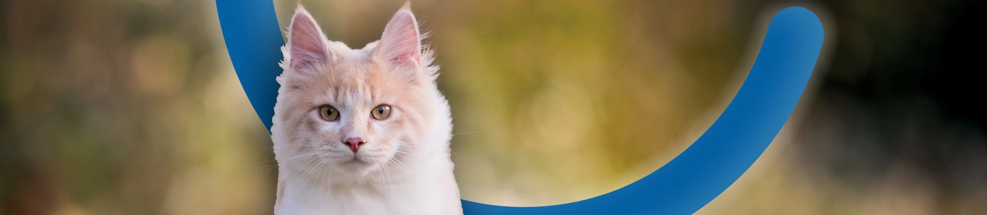 Opleidingen katten - Syntra West