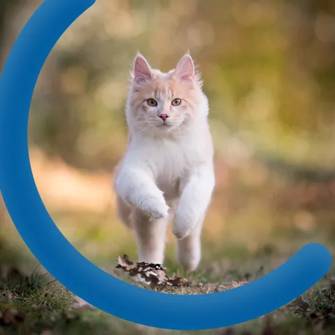 Opleidingen katten - Syntra West